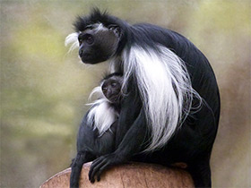 Фото Angola colobus