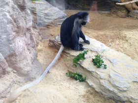 Фото King colobus