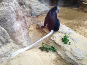 Фото King colobus