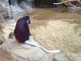 Фото King colobus