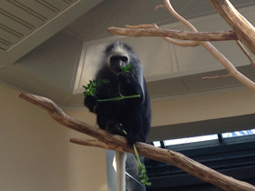 Фото King colobus