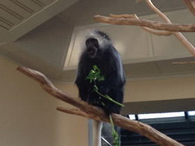 Фото King colobus