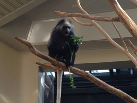 Фото King colobus