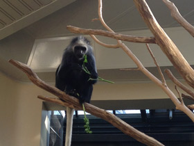 Фото King colobus