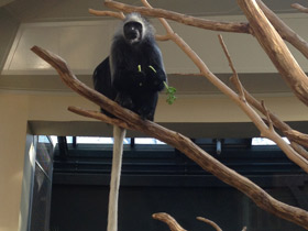 Фото King colobus