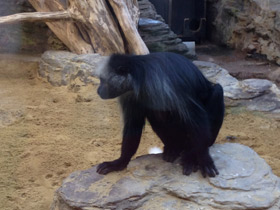 Фото King colobus