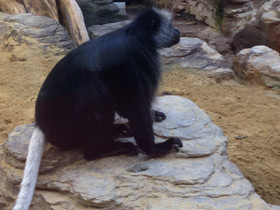 Фото King colobus