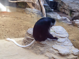 Фото King colobus