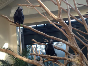 Фото King colobus