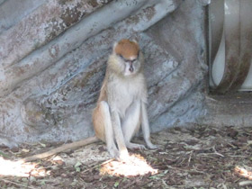 Фото Common patas monkey 