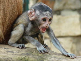 Фото Common patas monkey 