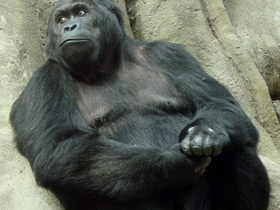 Фото Eastern lowland gorilla