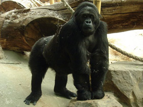 Фото Eastern lowland gorilla