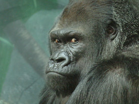 Gorila occidental de llanura