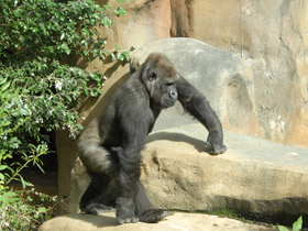 Фото Western lowland gorilla