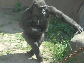 Фото Western lowland gorilla