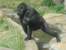 Фото Gorila occidental de llanura