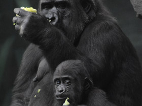 Фото Gorila occidental de llanura
