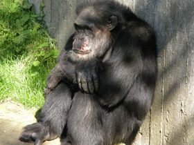 Фото Chimpanzee