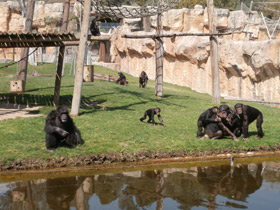 Фото Chimpanzee