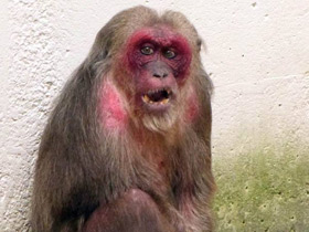 Фото Stump-tailed macaque