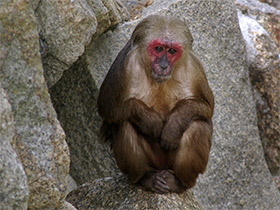 Фото Stump-tailed macaque