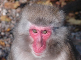 Фото Japanese macaque