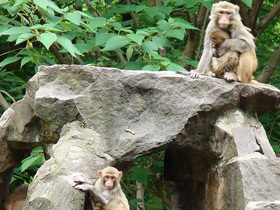 Фото Rhesus macaque