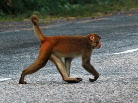 Фото Rhesus macaque