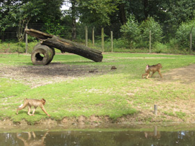 Фото Southern pig-tailed macaque