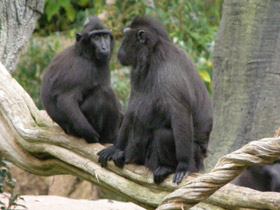 Фото Macaco negro crestado