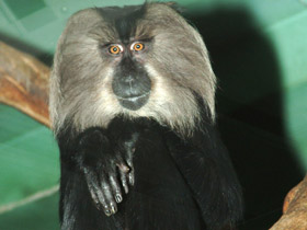 Фото Lion-tailed macaque