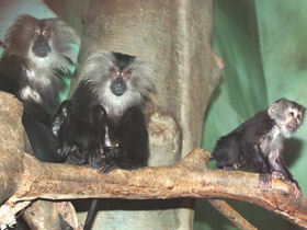 Фото Lion-tailed macaque