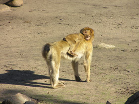 Фото Barbary macaque