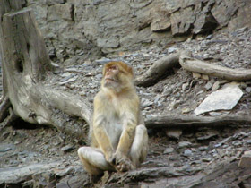 Фото Barbary macaque