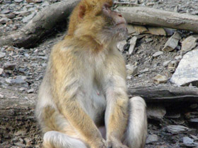 Фото Barbary macaque