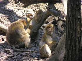 Фото Barbary macaque