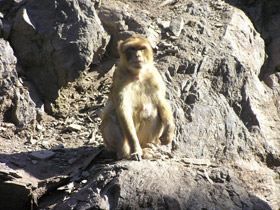 Фото Barbary macaque