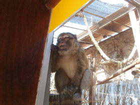 Фото Barbary macaque