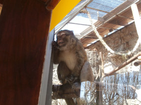 Фото Barbary macaque