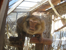 Фото Barbary macaque