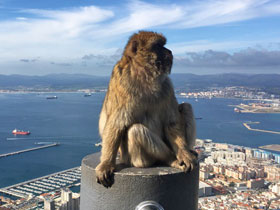 Фото Barbary macaque