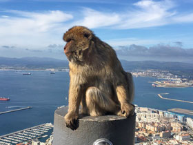 Фото Barbary macaque