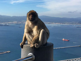 Фото Barbary macaque