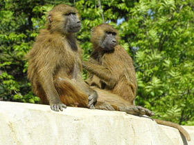 Фото Guinea baboon