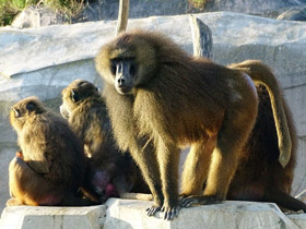 Фото Guinea baboon
