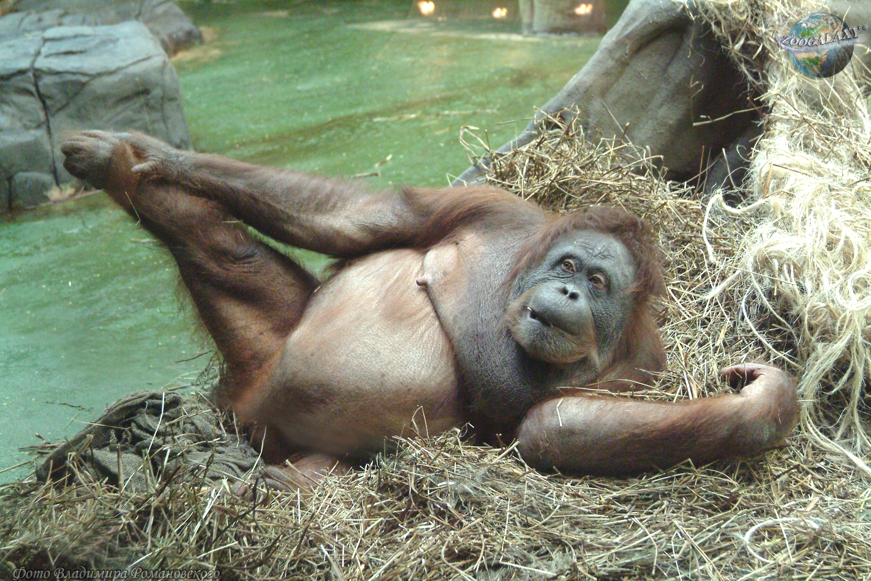 Orangután de Sumatra.