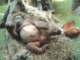 Фото Sumatran orangutan