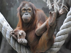 Фото Sumatran orangutan