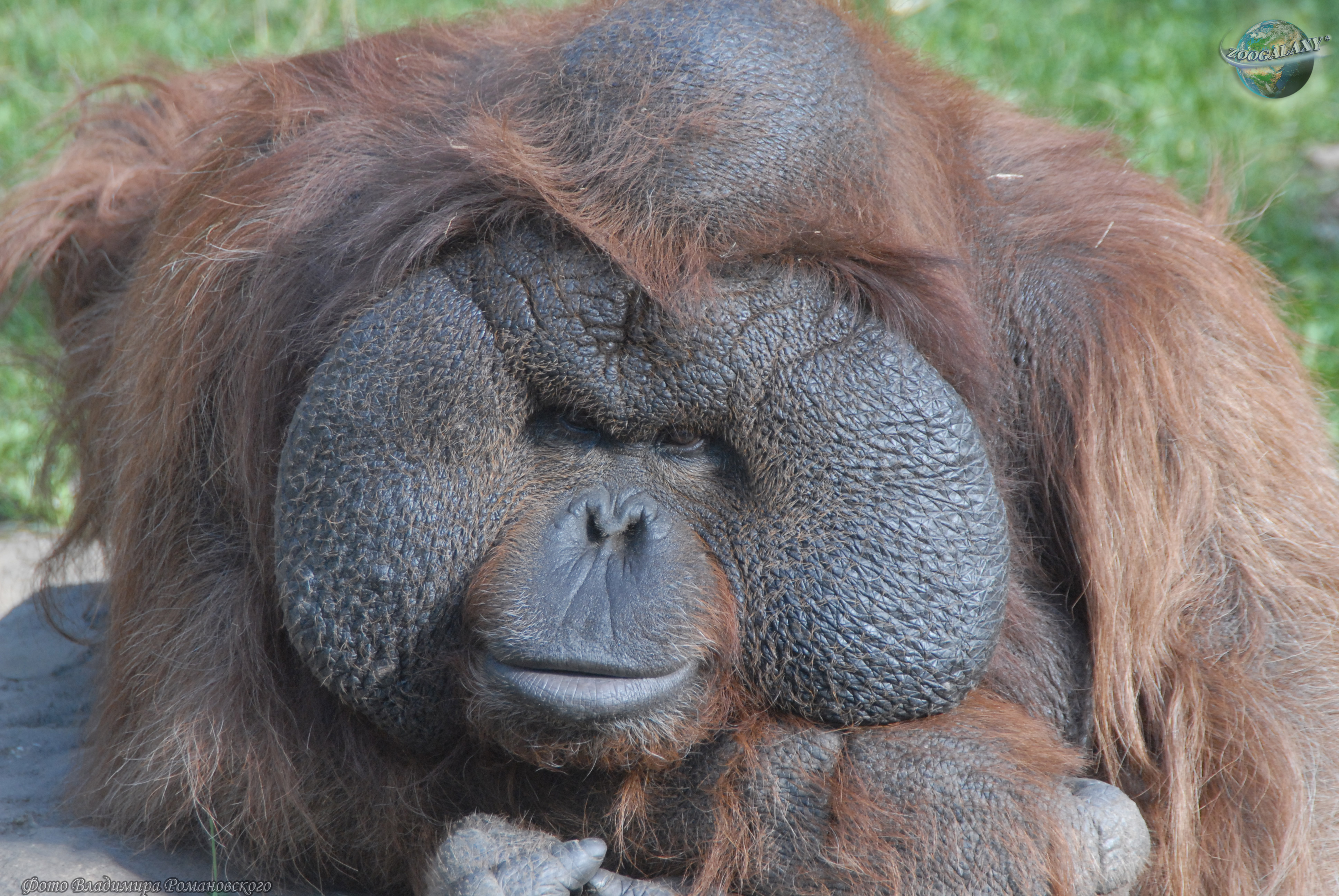 Bornean Orangutan.